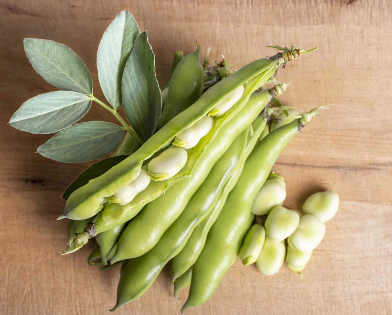 Faba/ Fava Beans