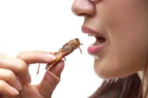 Ernährung nutrition insekten insects