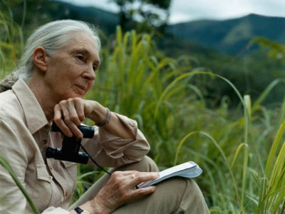 Dr. Jane Goodall – Courtesy of www.janegoodall.org