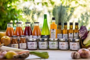 Mucha Kombucha / Bio-K
