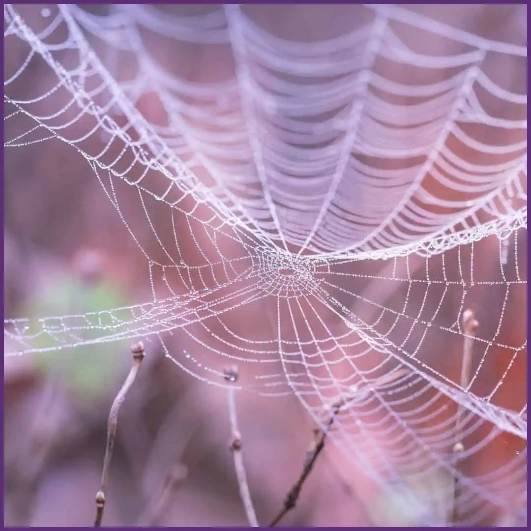 AMSilk spider web