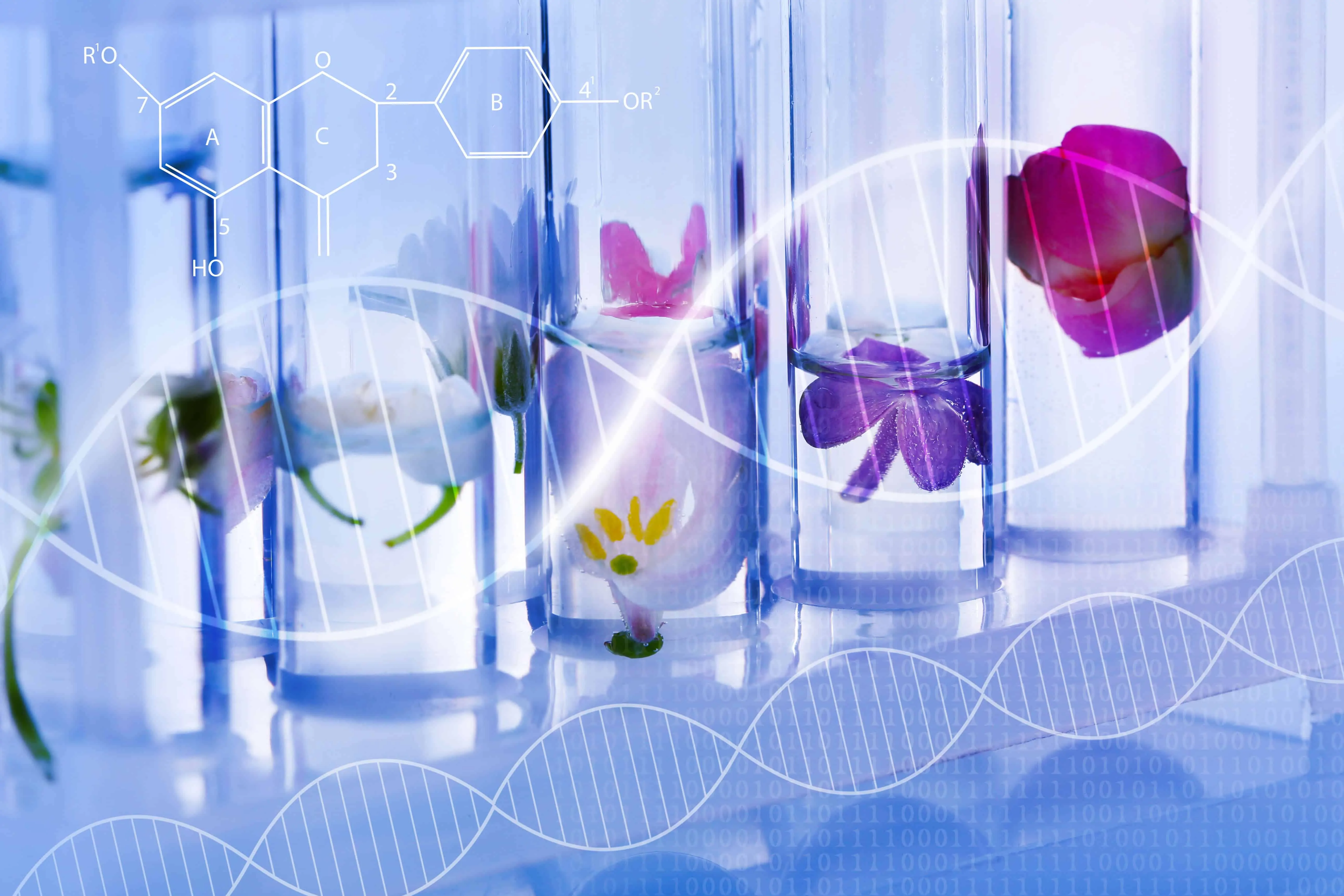 Test tubes with different flowers, closeup. Blue toned. Scientific research concept.