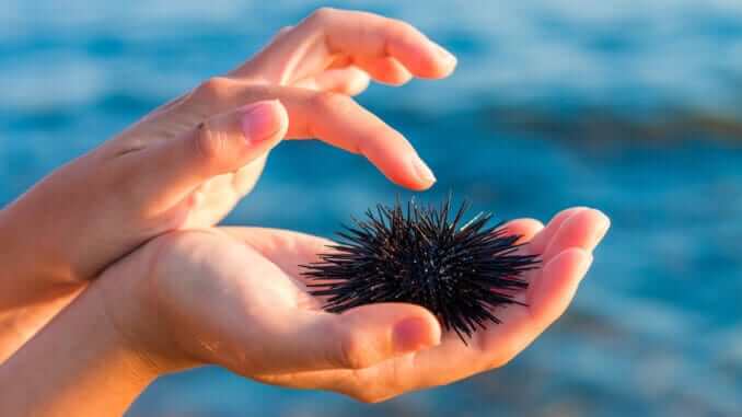 Sea urchin in woman's hand. Stock Photo Sea urchin in woman's hand. Stock Photo