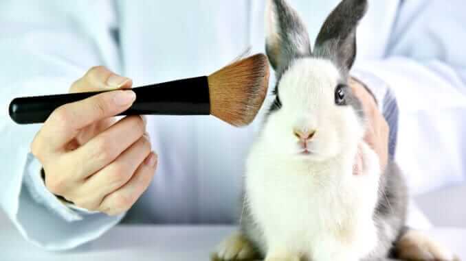 Cosmetics test on rabbit animal, Scientist or pharmacist do research chemical ingredients test on animal in laboratory, Cruelty free and stop animal abuse concept. Cosmetics test on rabbit animal, Scientist or pharmacist do research chemical ingredients test on animal in laboratory, Cruelty free and stop animal abuse concept.