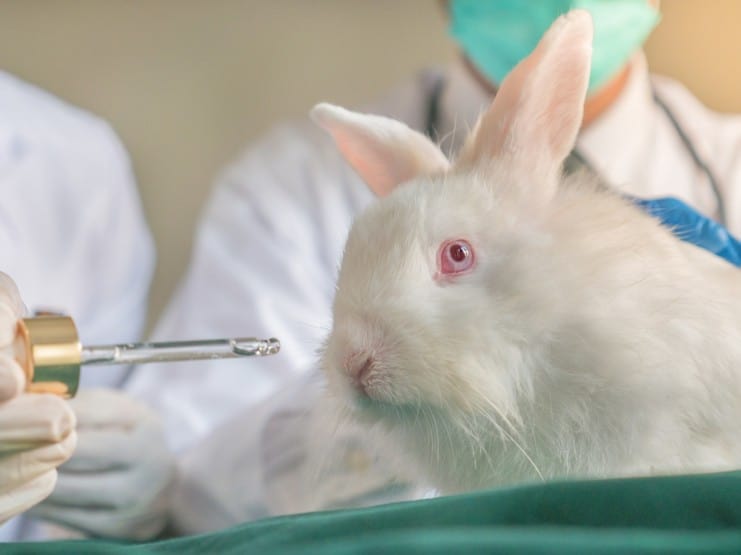 The End Of Animal Testing In Sight As Glasswall Syndicate Partners With Center For Contemporary Science Vegconomist The Vegan Business Magazine