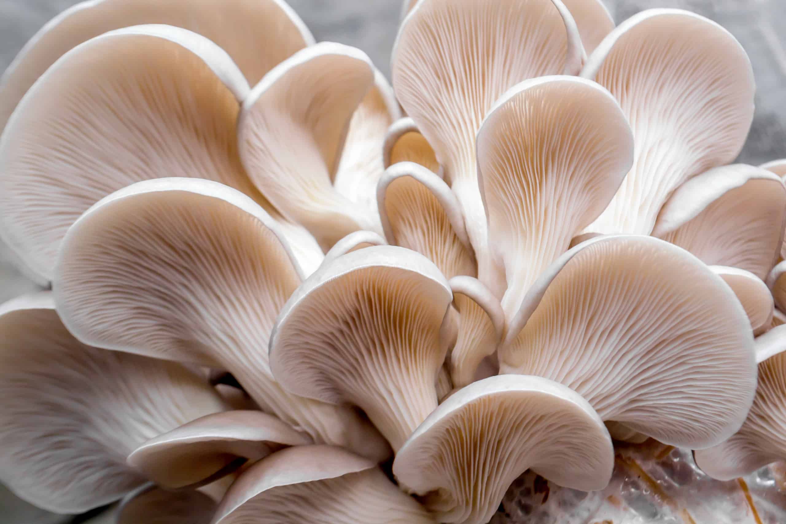 Mushrooms oyster mushrooms grown at home