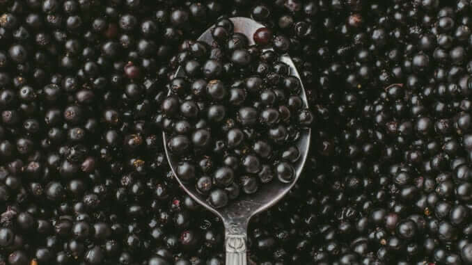 Top view of Elderberry or Sambucus Nigra in spoon on background of many row organic dark berries Top view of Elderberry or Sambucus Nigra in spoon on background of many row organic dark berries