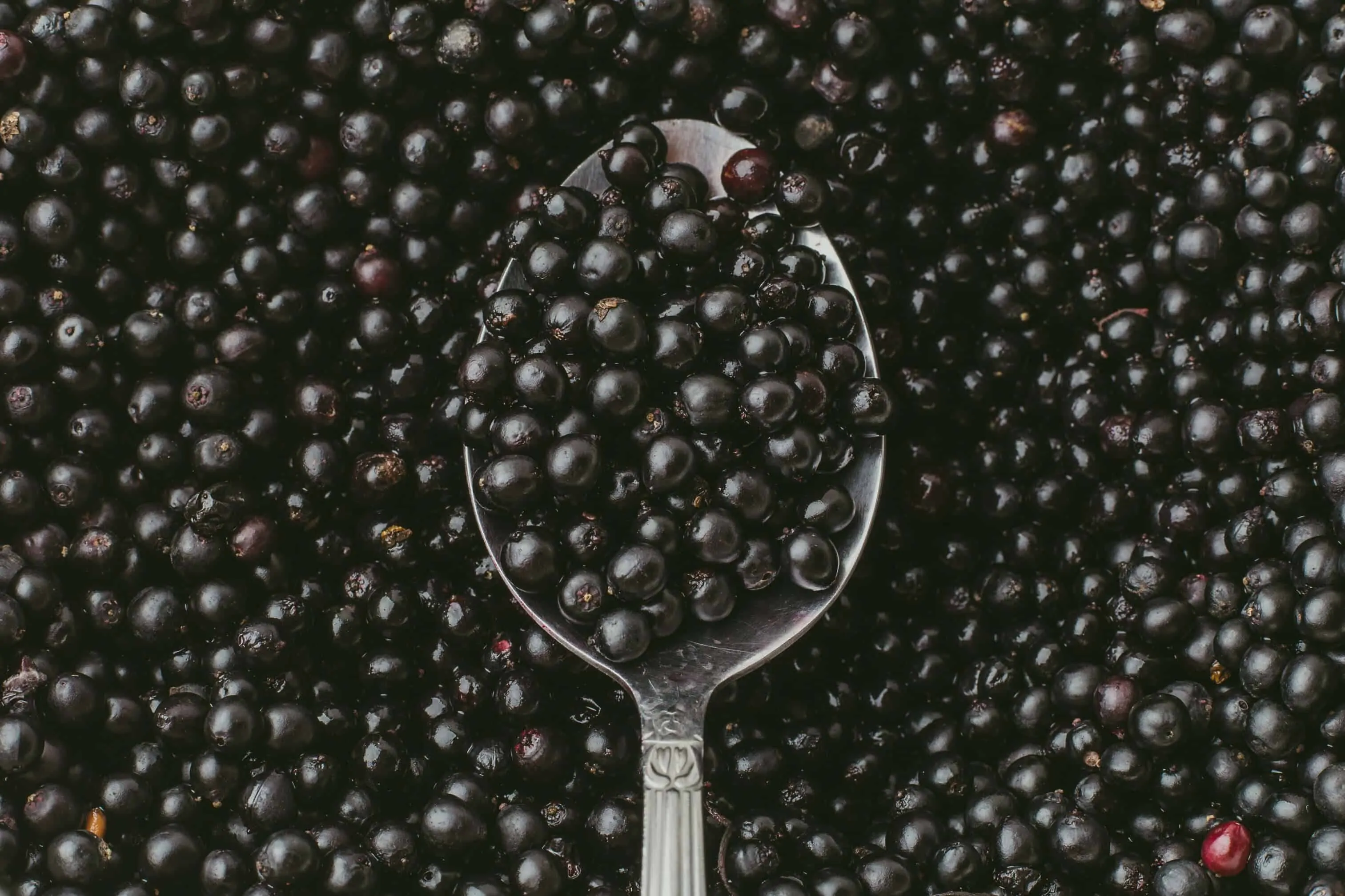 Top view of Elderberry or Sambucus Nigra in spoon on background of many row organic dark berries