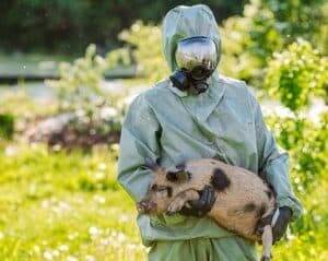 pig swine flu