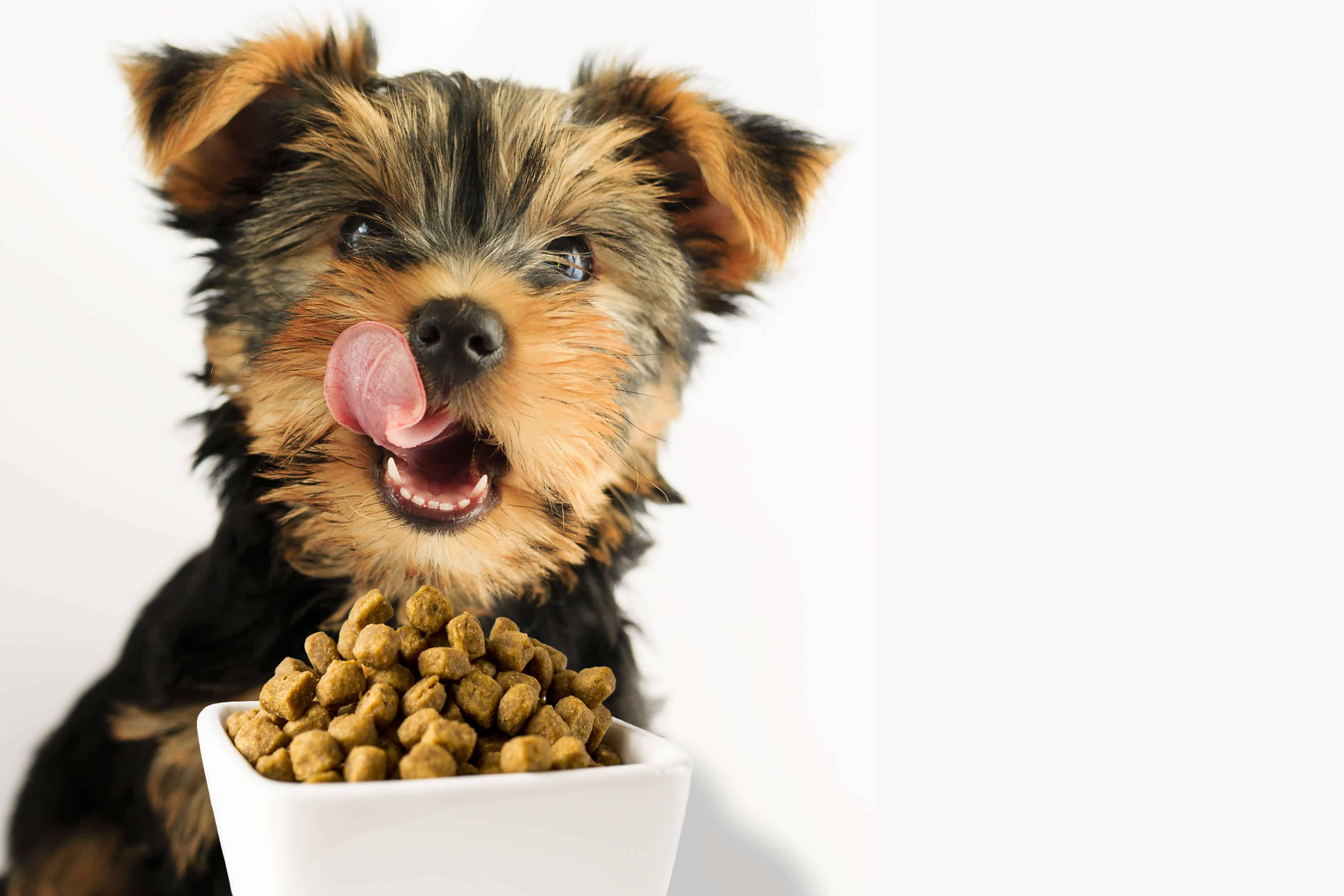 what is a good dog food