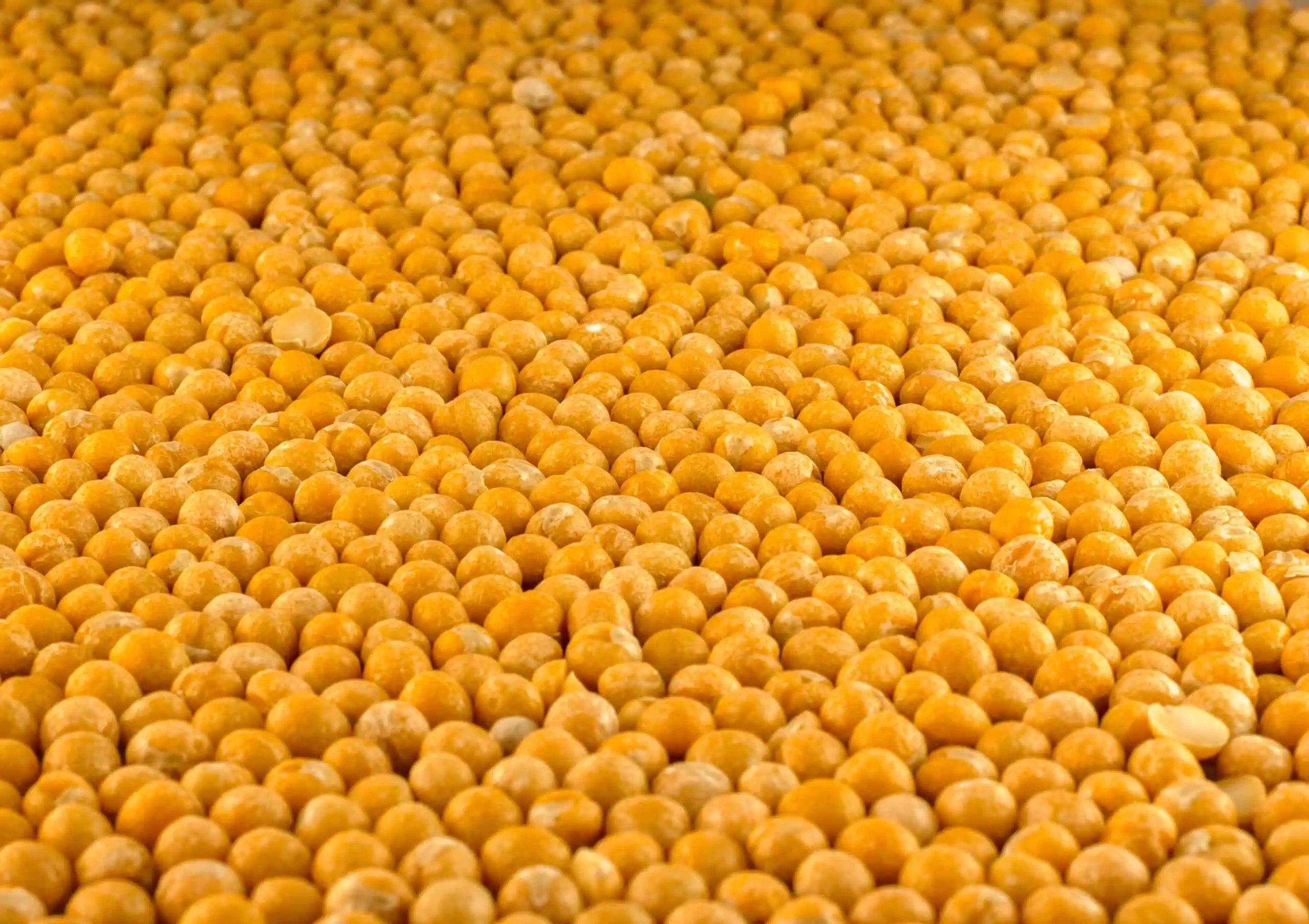 yellow peas