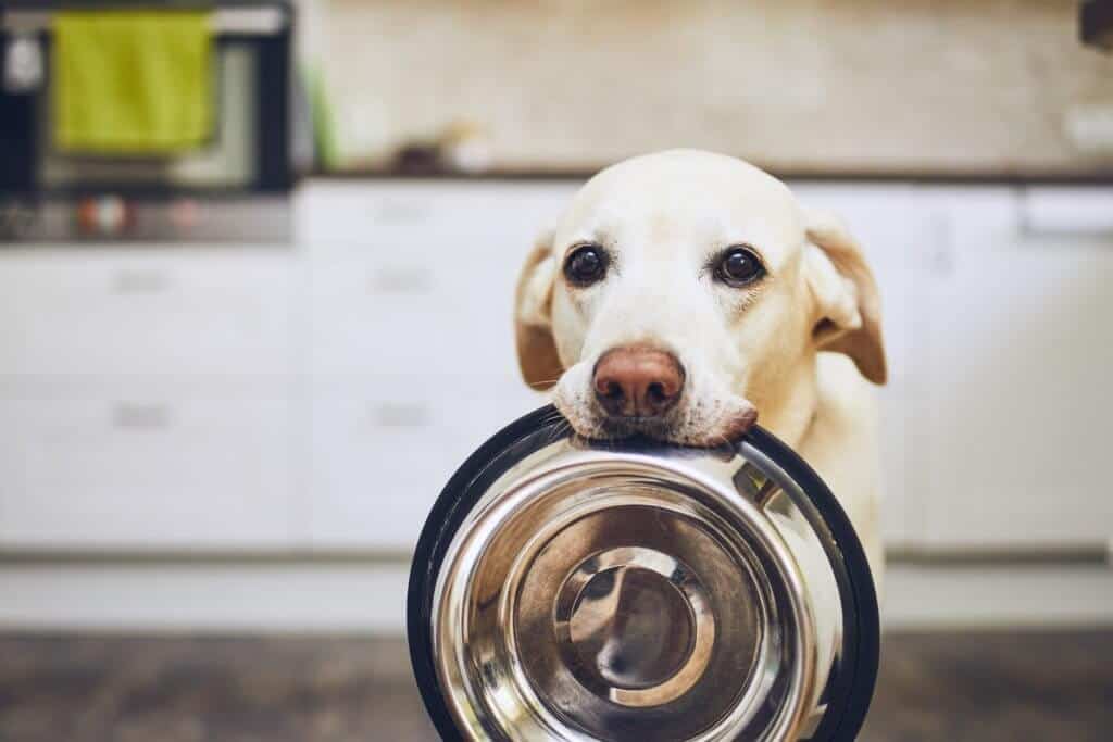 Dog waiting for food