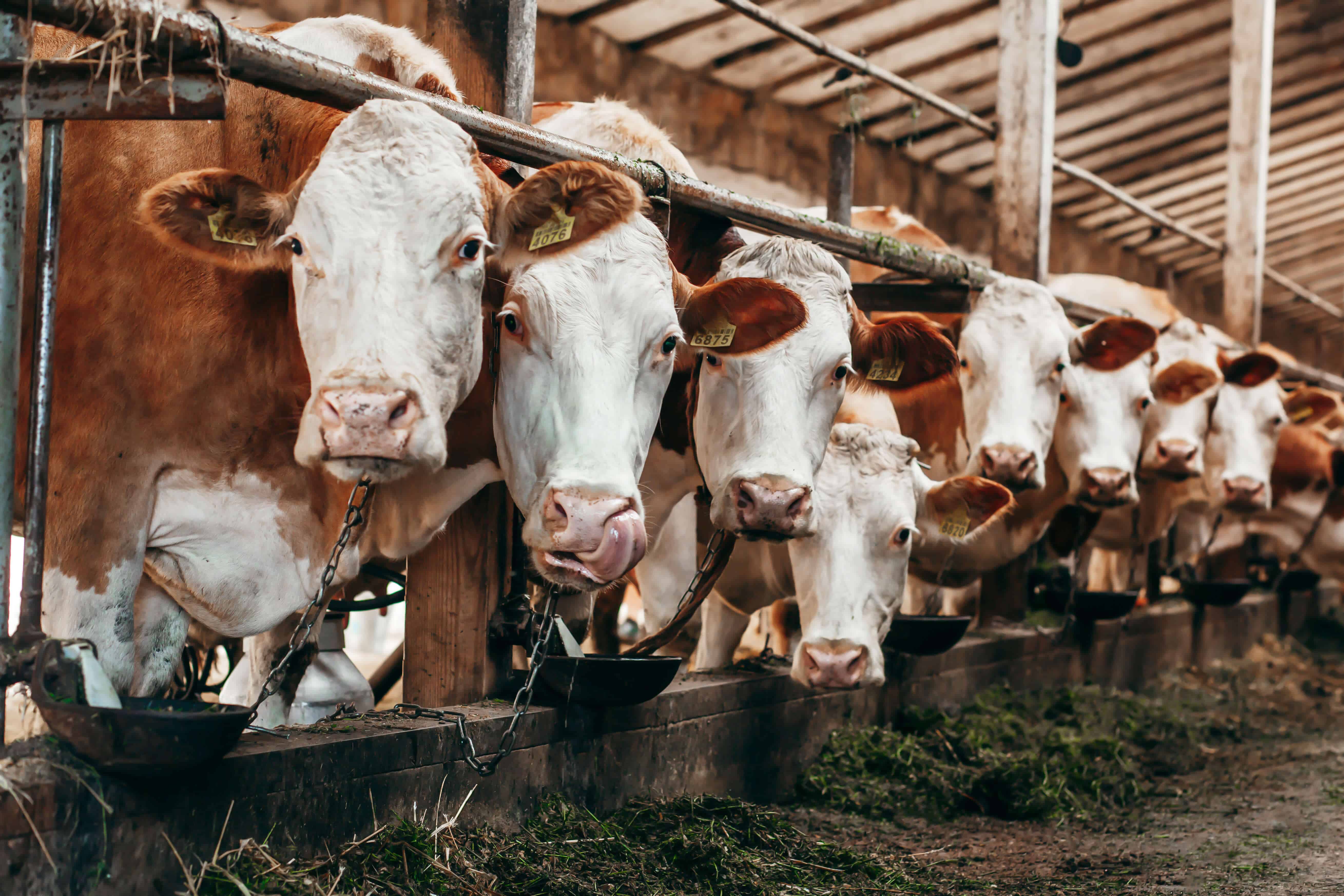 Cows for at an industrial complex