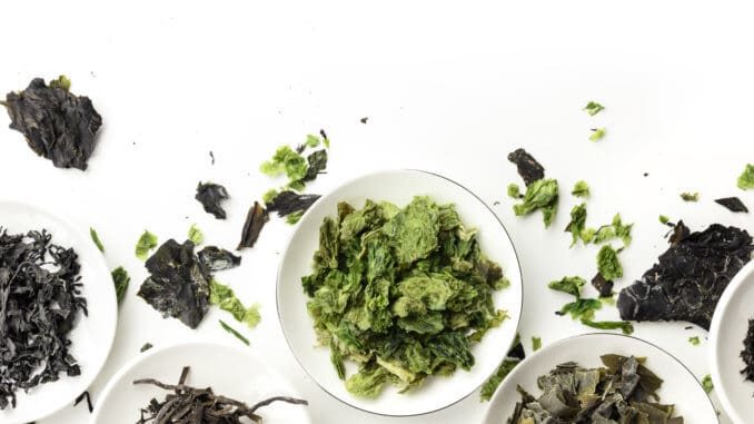 A panorama of dry seaweed, sea vegetables, shot from the top on a white background with a place for text and logo A panorama of dry seaweed, sea vegetables, shot from the top on a white background with a place for text and logo