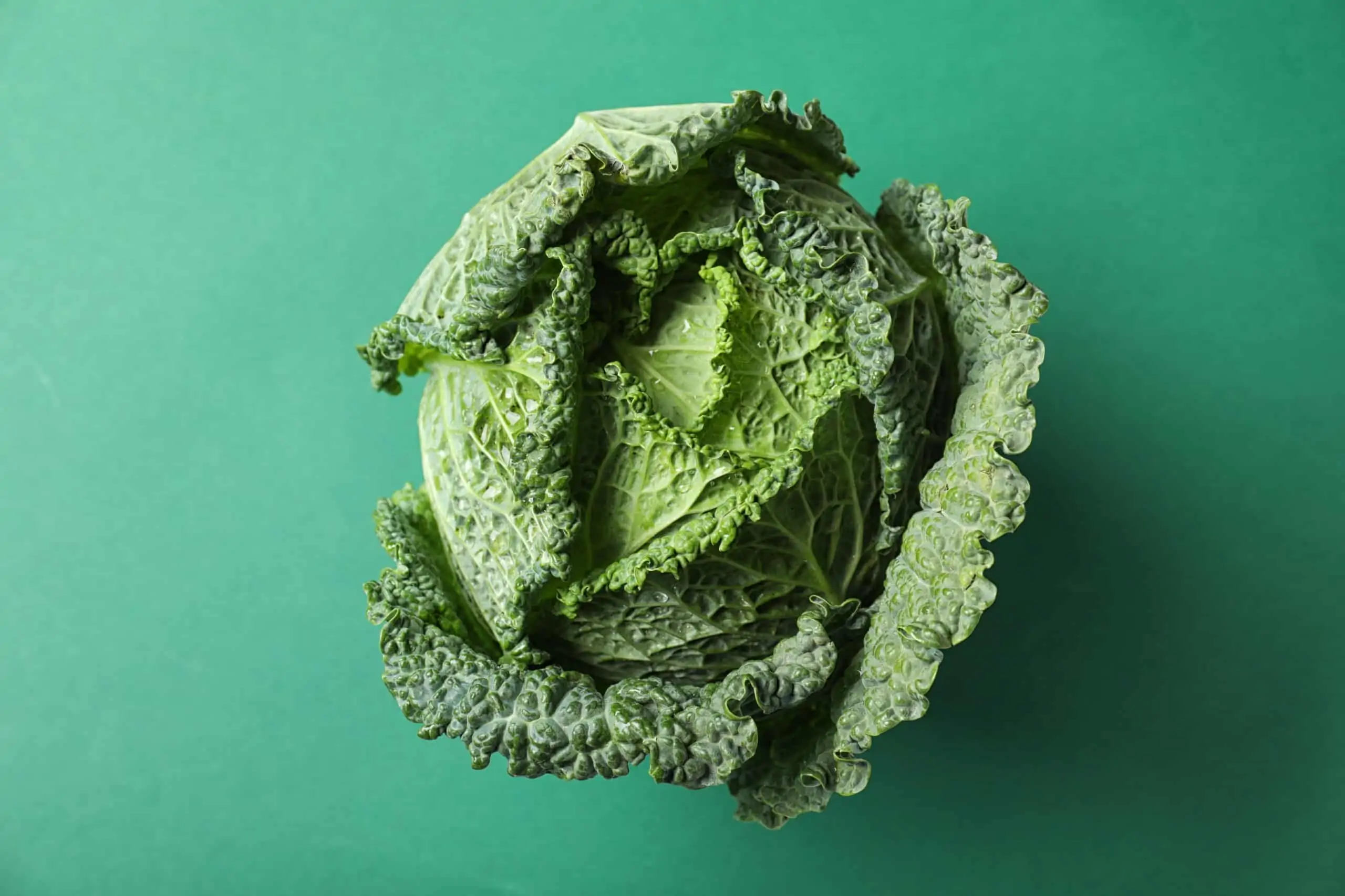cabbage