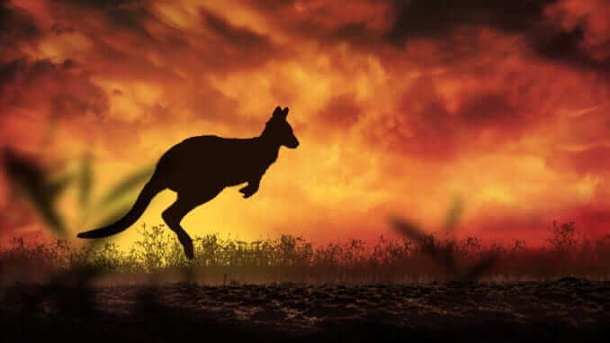 Kangaroo Australia Kangaroo Australia