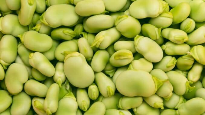 Fava or broad beans Fava or broad beans