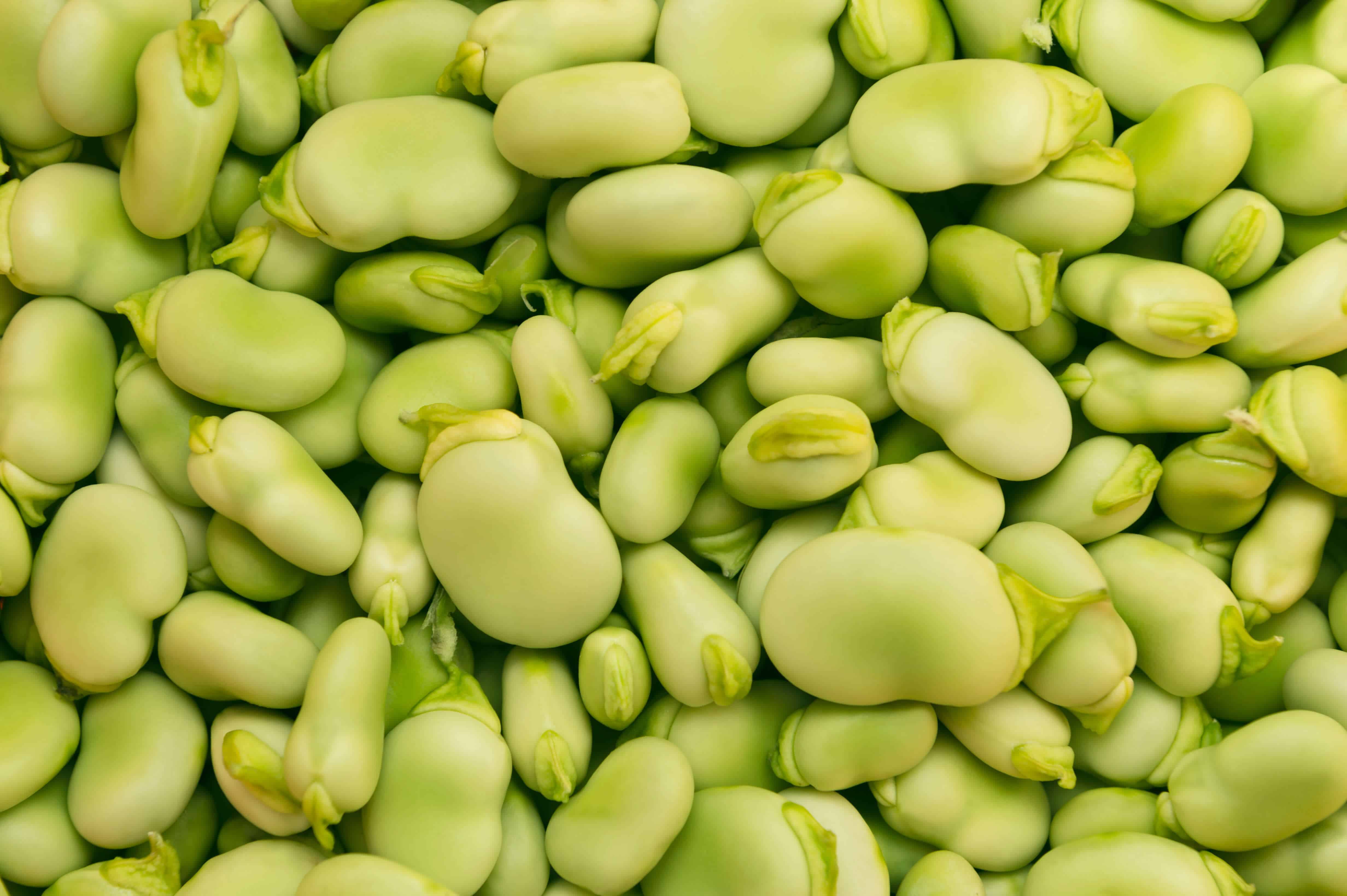 Fava to Play Key Role in the Protein Transition as Global Ingredient ...