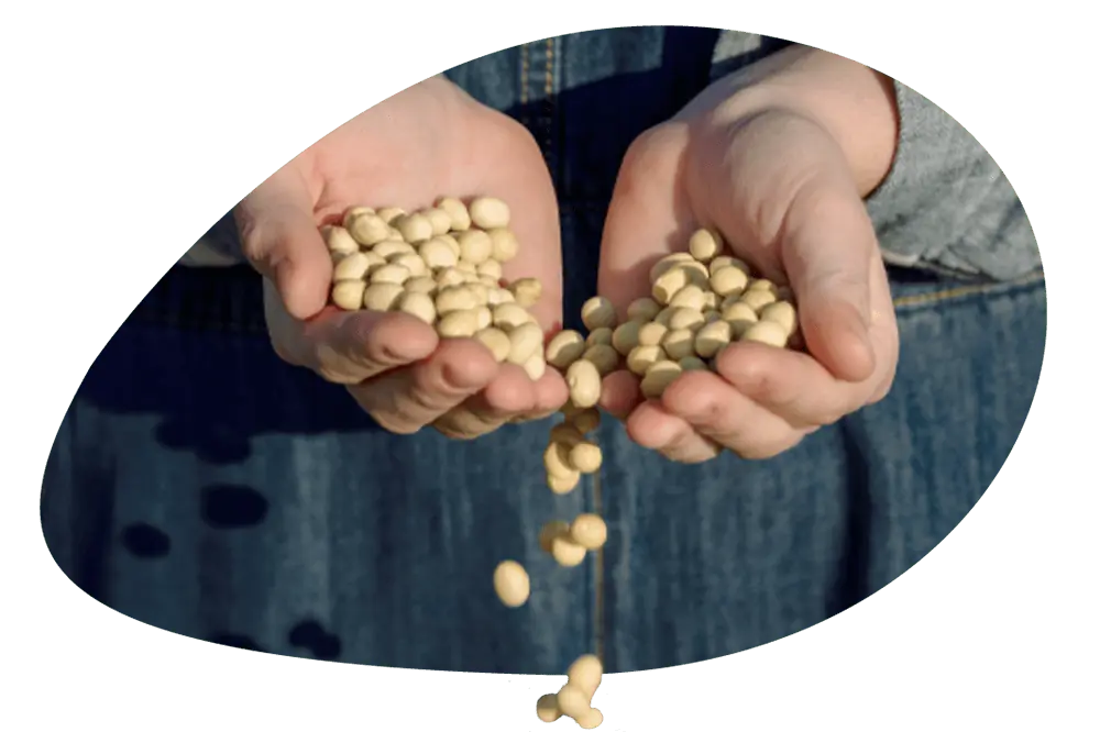 Japanese dairy giant Megmilk forms JV with Agrocorp to build pea protein facility in Malaysia