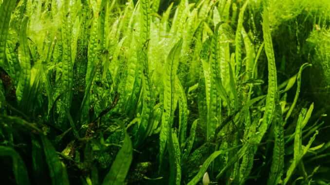Algae Algae