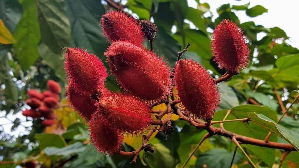 Annatto Seed Coloring Receives Organic Certification