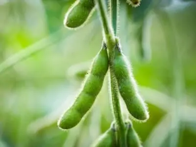 BH_Soybean