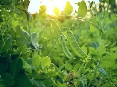 pea plants on a sunny day