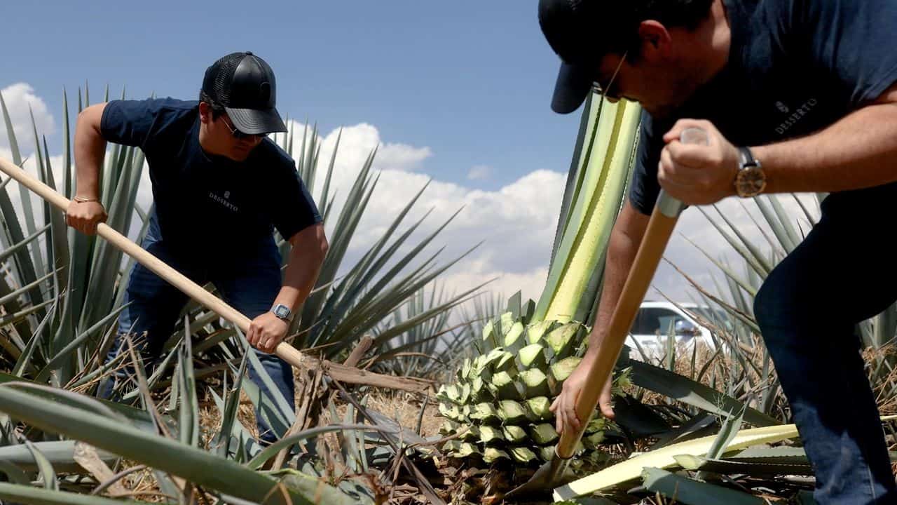 Workers at an agave farm