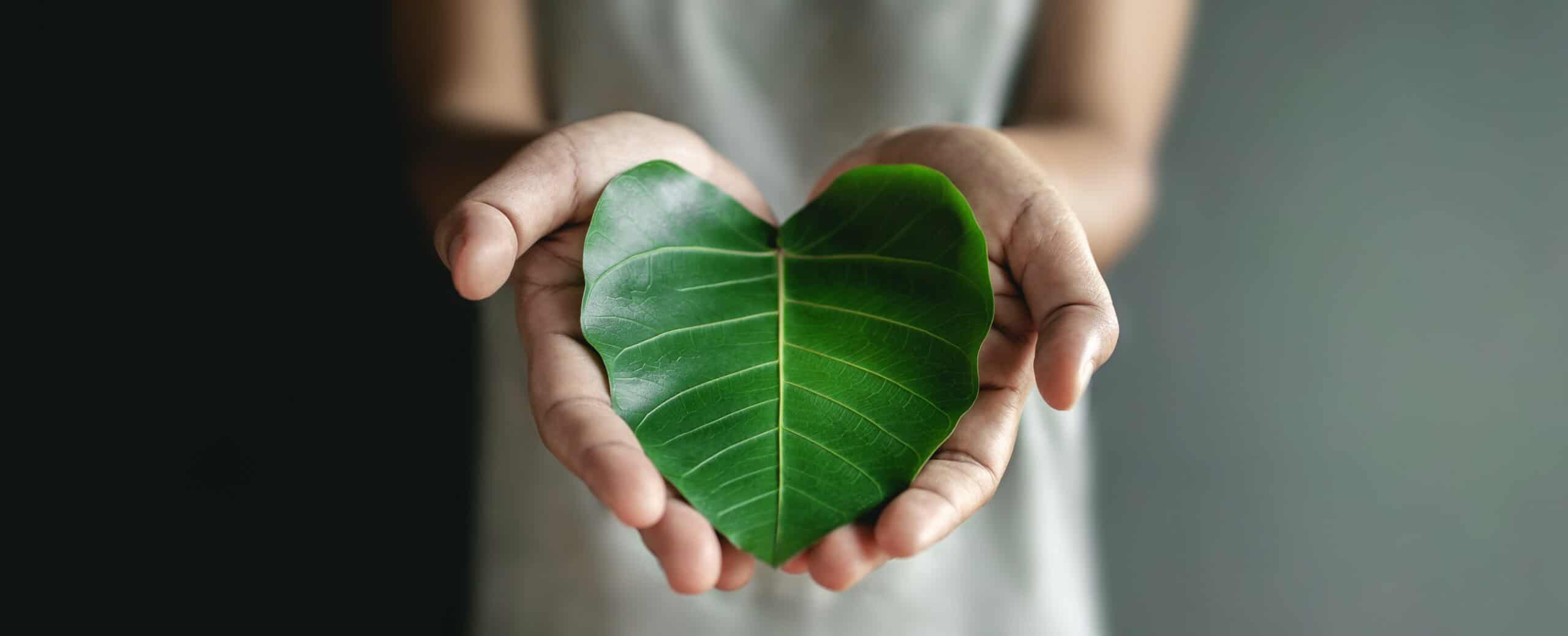 closeup of heartshaped leaf