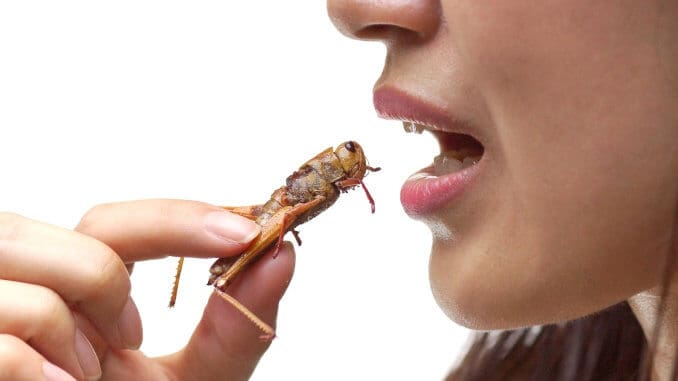 Ernährung Nutrition Insekten Insects Ernährung Nutrition Insekten Insects