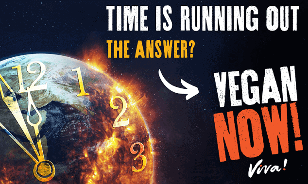 FB OG - Vegan Now vegan now