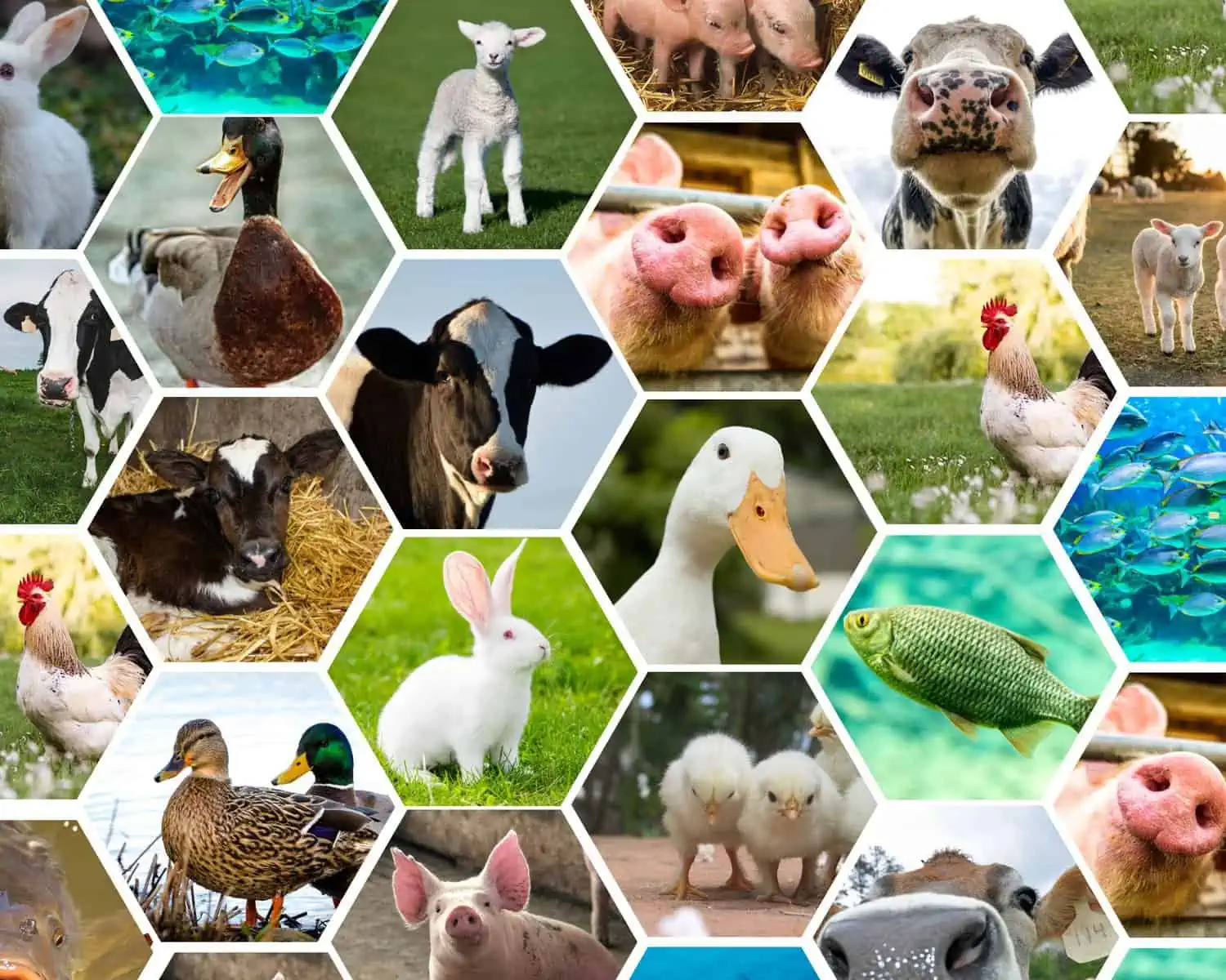 a collage of farm animals