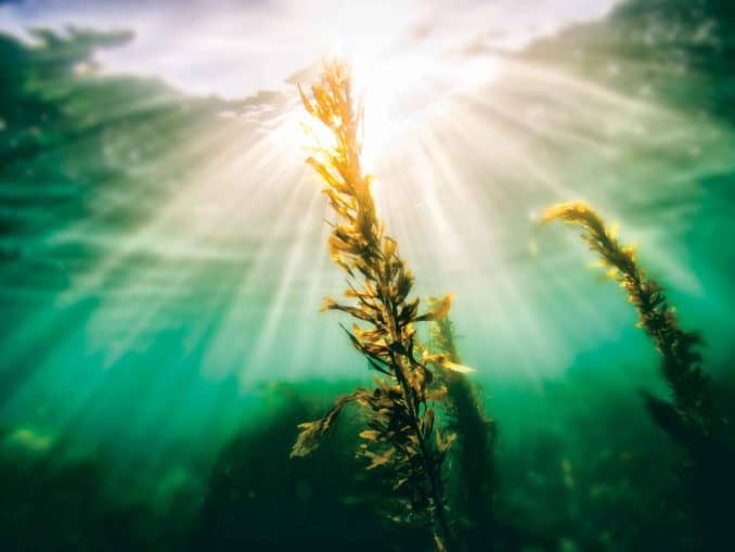 Flinders University kelp