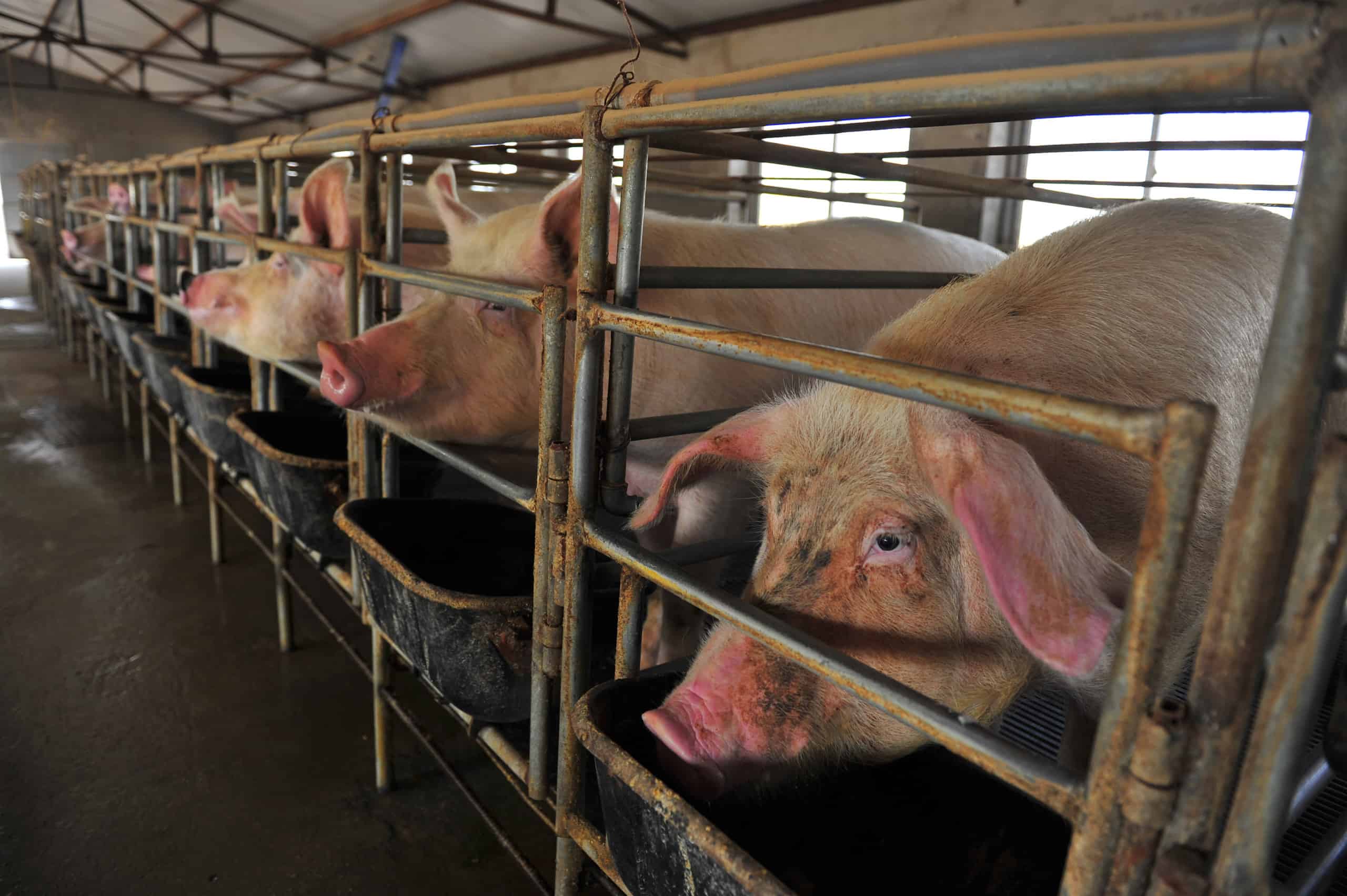 Pigs in gestation crate