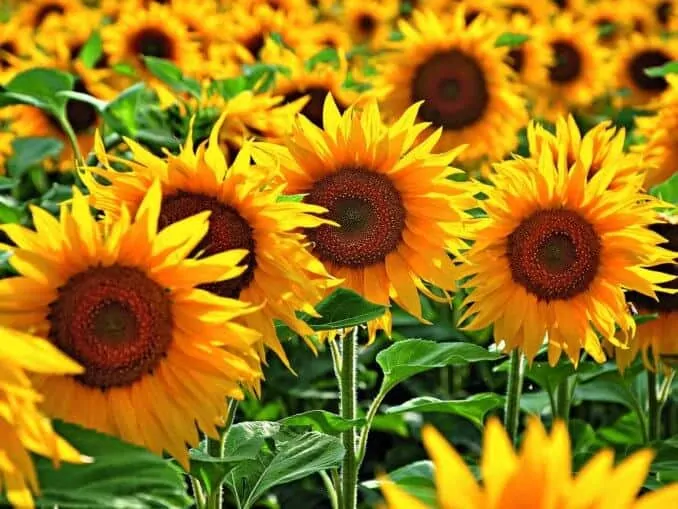 Hydrosol sunflowers