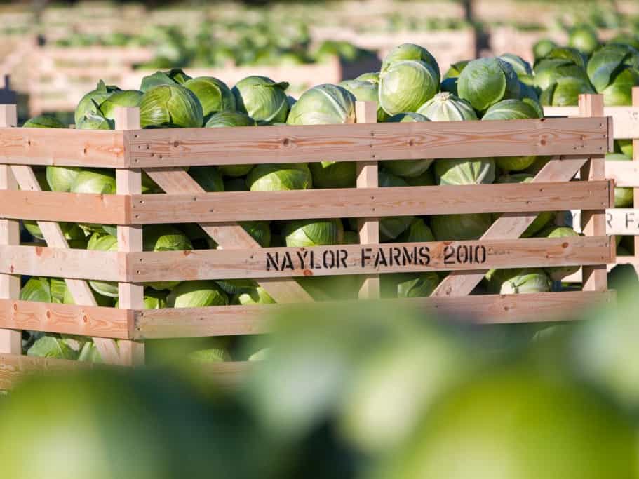 Cabbages from Naylor Farms