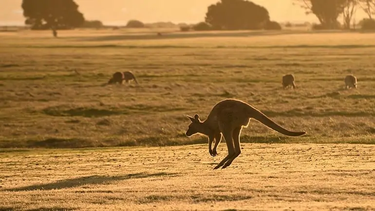 Kangaroo Viva!