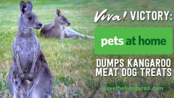 Kangaroo Victory Kangaroo Victory