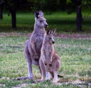 Kangaroos