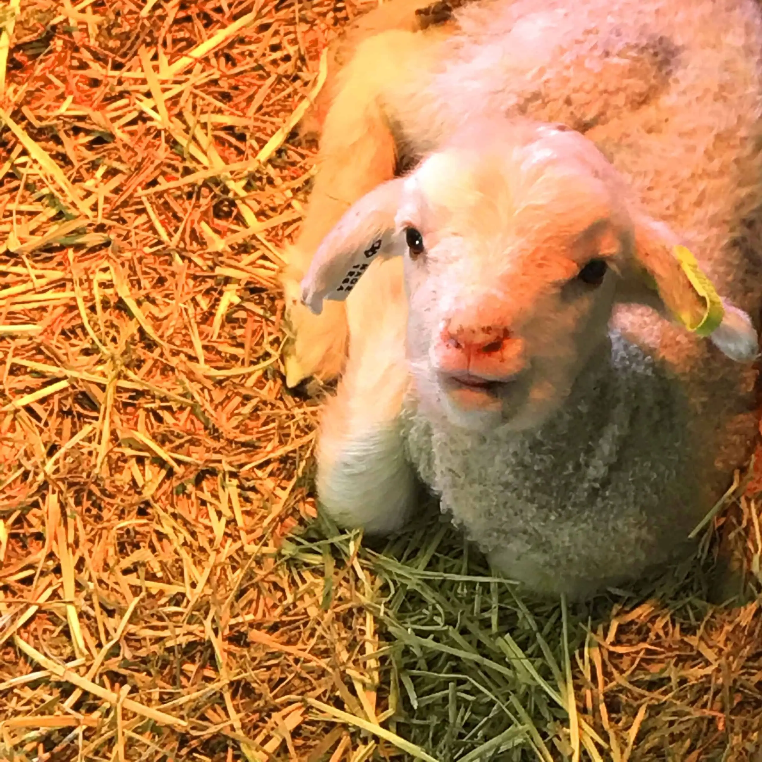 Lucy the lamb Magic Valley