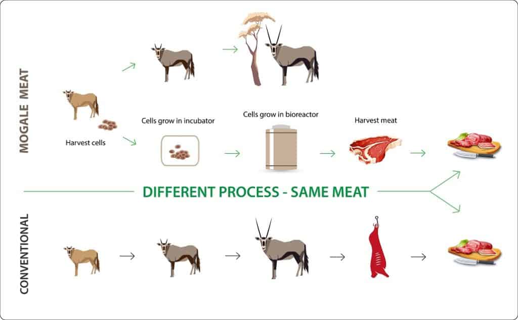 Mogale Meat infographic