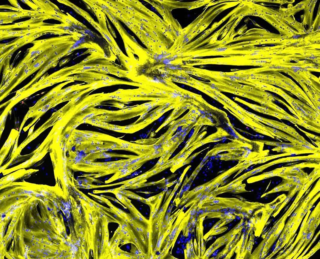 proliferating cells with food-grade cell-feed