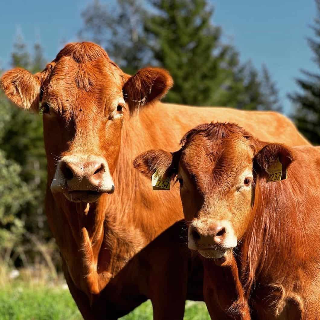 Two brown cows