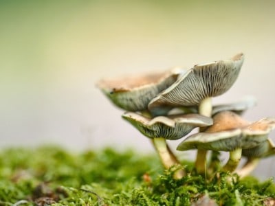 Mushroom MycoTechnology
