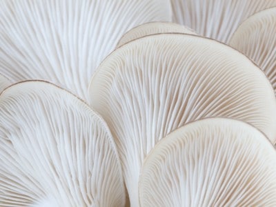 Myco Mushroom MycoTechnology