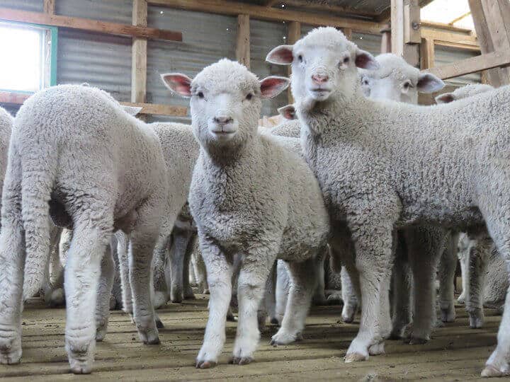 baby lambs in a farm