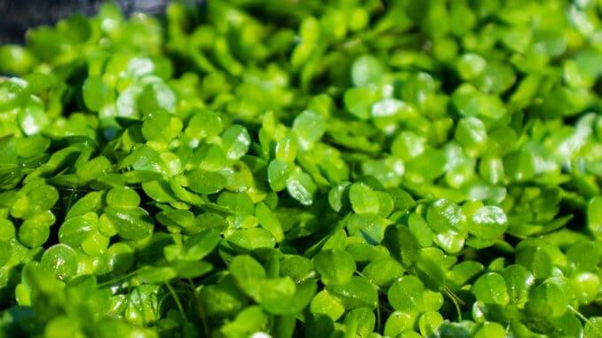 Parabel USA water lentil Parabel USA water lentil