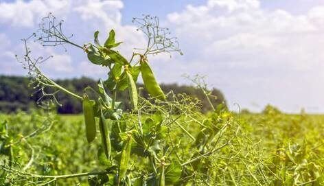 Pea field Pea field