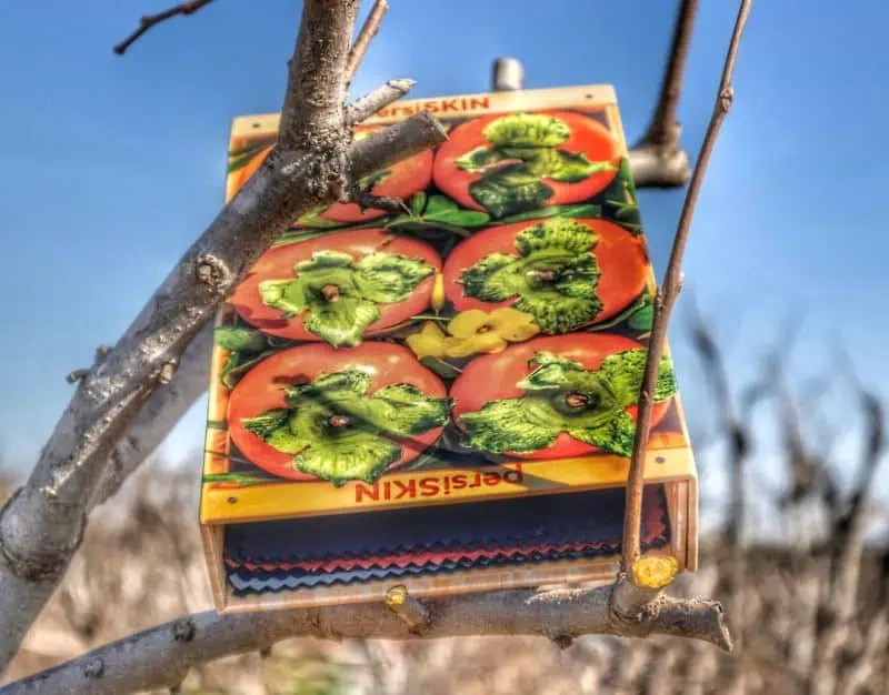 persiskin's vegan leather made from persimmon