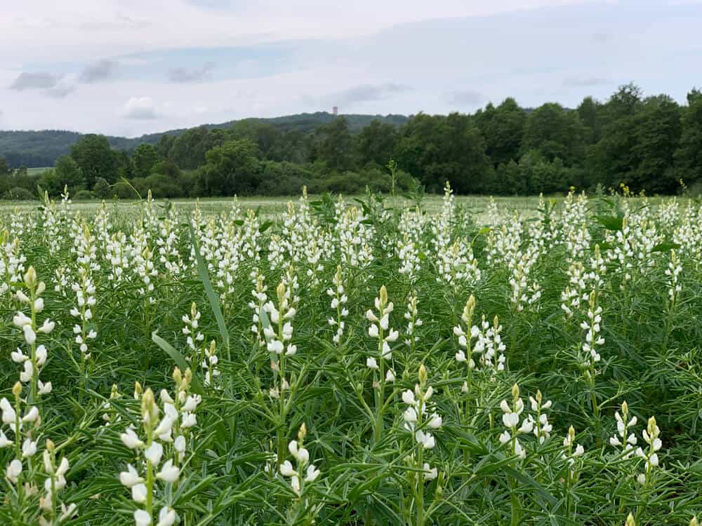 Prolupin